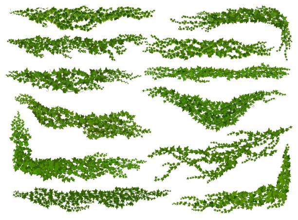 Isolated ivy lianas, nature dividers or corners Isolated ivy lianas, nature divider or corner. Wall climbing liana shrub separators or dividers, garden creeper plant twig vector borders and spacers, vine green foliage lines set tendril stock illustrations