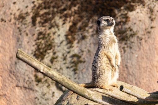 A closeup shot of an alert meerkat standing on a rock