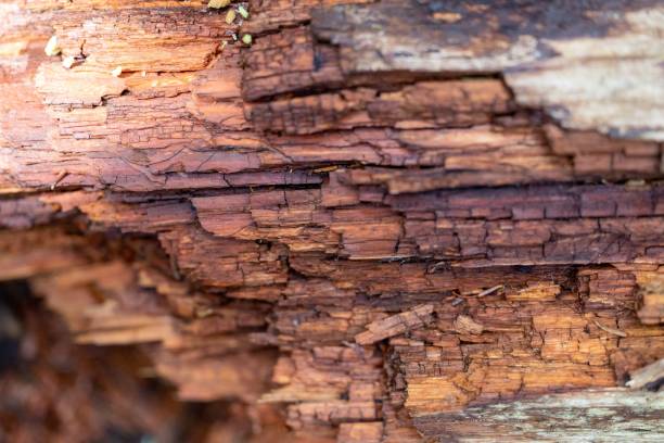 istock Closeup shot of the inside of a decaying tree trunk 1438574111