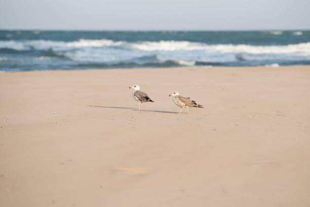istock Selective focus of a gull bird on a beach 1438574209