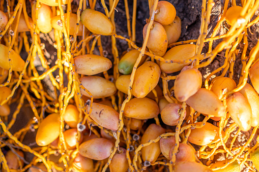 Palm seeds