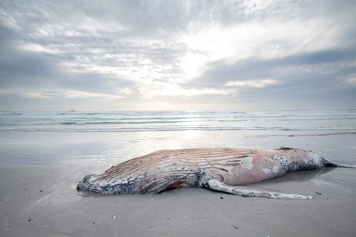 A closeup of a dead whale on the sandy beach