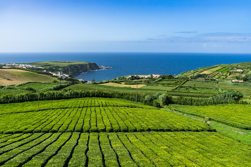 The mesmerizing view of a tea plantation near the lake in Sao Miguel, Azores, Portugal