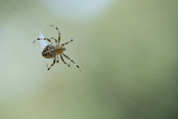 istock Cross spider crawling on a spider thread. Halloween fright. A useful hunter among 1438574712