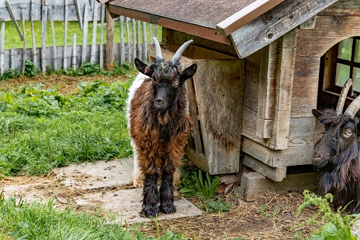 A long shot of two Valais blackneck goats, standing in front of a wooden goat house, on a farm yard, gazing in the distance
