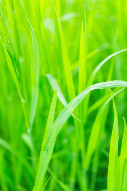 istock Vertical closeup of grass in a field under the sunlight with a blurry background 1438574809
