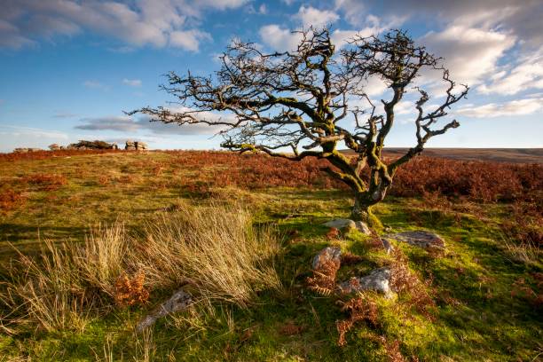 A wide shot of a weathered tree in Dartmoor, Devon, UK