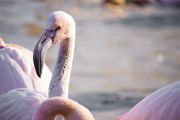 istock Selective focus shot of a flamingo head under the sunlight 1438574893