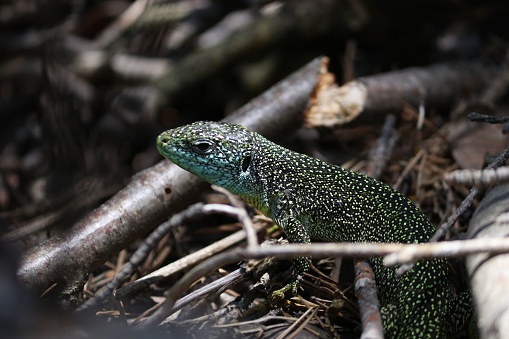 A closeup view of the Western green lizard