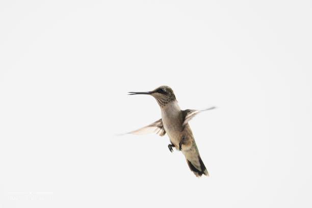 istock Closeup of a Hummingbird with a white background 1438575103