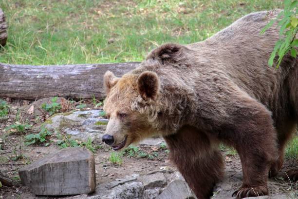 istock Closeup of a brown Bear in a forest on a sunny day 1438575334
