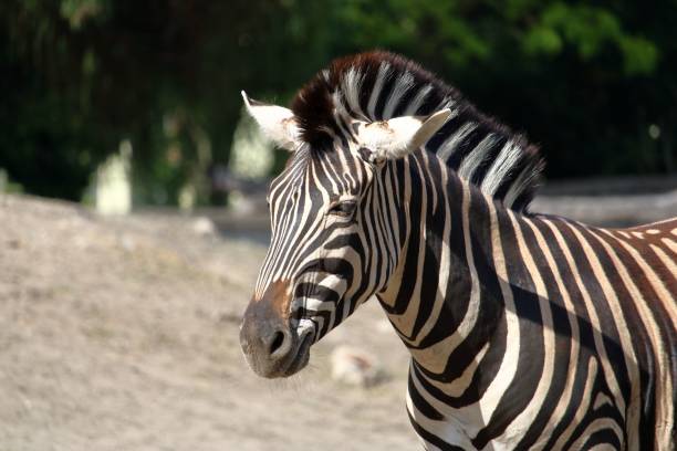 istock Closeup of a Zebra under the sunlight 1438575353