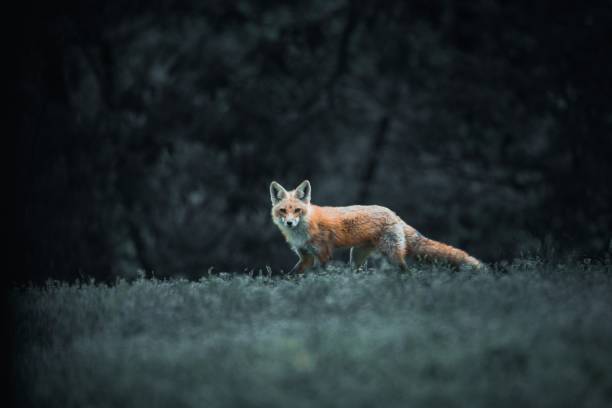 istock Beautiful red fox running around in a dark green forest on a gloomy day 1438575370