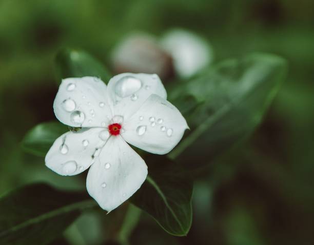 Close up of a white Madagascar Periwinkle covered in raindrops on a natural blurred background A close up of a white Madagascar Periwinkle covered in raindrops on a natural blurred background catharanthus roseus stock pictures, royalty-free photos & images