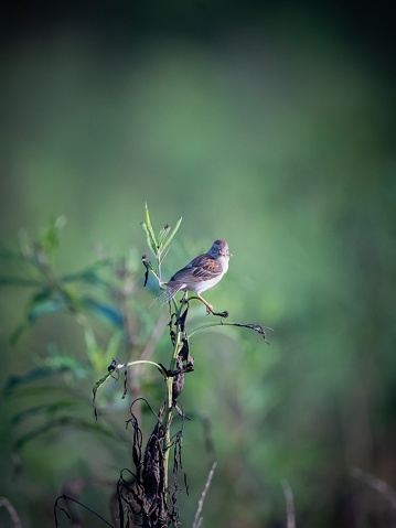 A selective focus shot of an old world sparrow