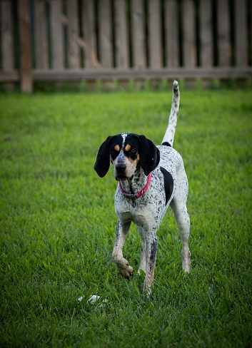 A vertical shot of a bluetick coonhound dog in a garden