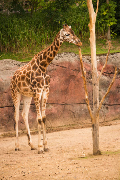 scatto verticale di una giraffa accanto a un albero - giraffe south africa zoo animal foto e immagini stock