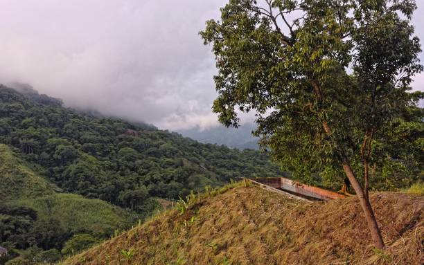 istock Wide angle shot of several trees in the forest on the mountain 1438576621