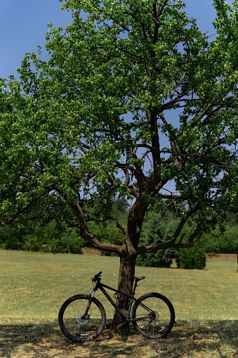 Skopje, Macedonia – July 29, 2022: A bike from the brand Specialized leaning and locked on a beautiful tree in the park