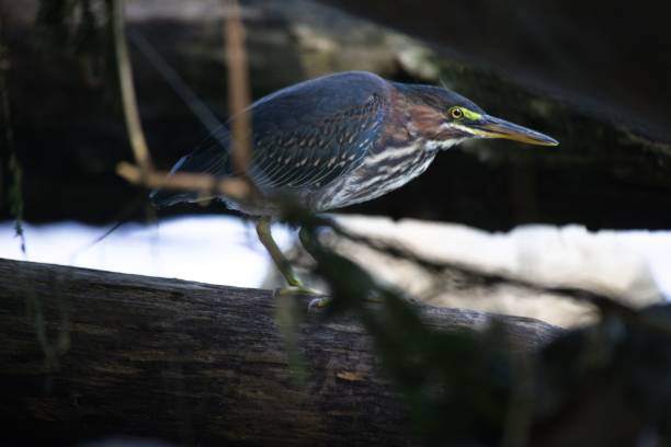 closeup of the green heron, butorides virescens on the log. - virescens imagens e fotografias de stock