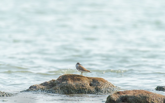 A beautiful shot of a sandpiper bird on the rock in the ocean in India