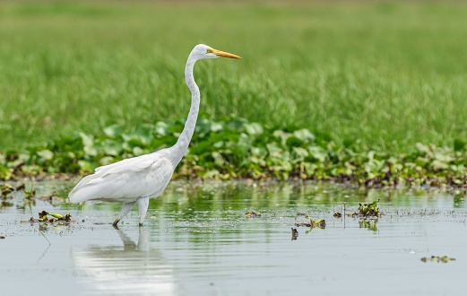 A beautiful shot of Great Egret bird in the Chilika Lake in Odisha, India