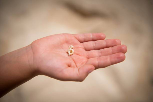 istock Small shell in the palm of a child 1438578142