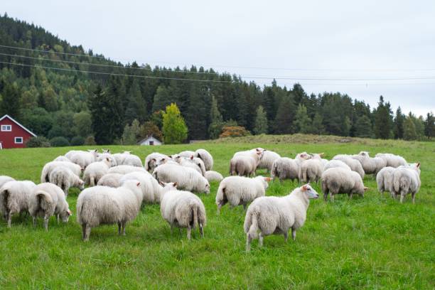 istock Herd of sheep grazing on the pasture during daytime 1438578252