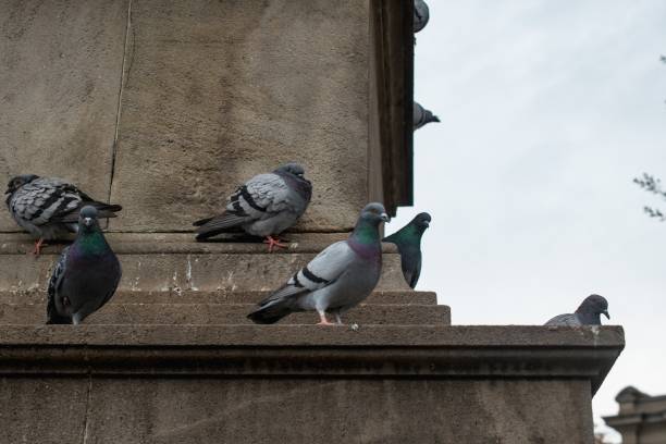 istock Flock of doves perched on a concrete building during daytime 1438578307