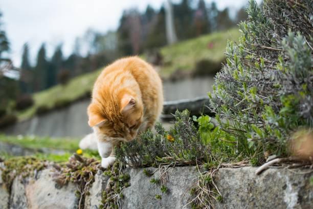 istock Cute orange cat playing with grass on a blurred background 1438578331