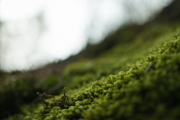 istock Closeup shot of green grass on a blurred background 1438578571