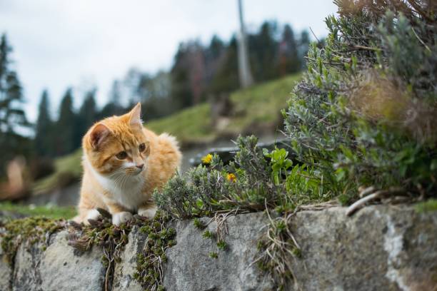 istock Cute orange cat playing with grass on a blurred background 1438578582