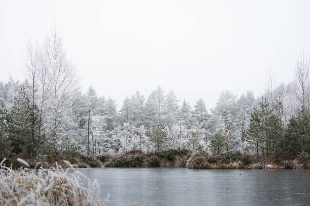 Mesmerizing view of a winter forest with pine trees covered with frost on a foggy day in Norway A mesmerizing view of a winter forest with pine trees covered with frost on a foggy day in Norway norway autumn oslo tree stock pictures, royalty-free photos & images