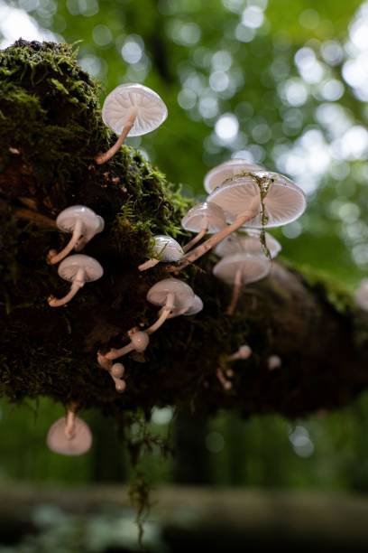 istock Group of porcelain fung (mucidula mucida) on a dead beech tree 1438578975