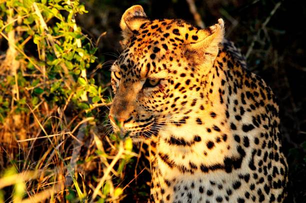 istock Wild beautiful leopard (Panthera pardus) in its natural habitat with sunlight falling on it 1438578996
