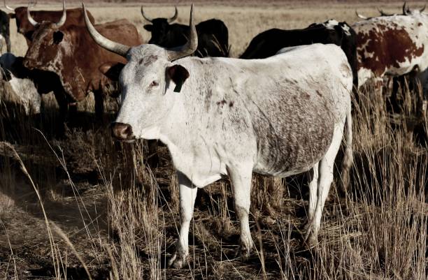 istock White Nguni Cattle (Bos taurus) in the field with the herd in the background 1438579016