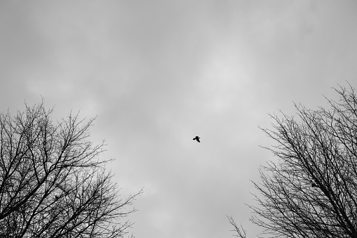 A low angle shot of a bird flying under the dark sky above leafless trees