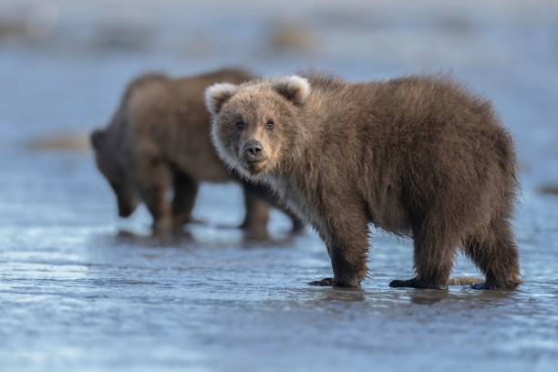 istock Wild Alaska Peninsula brown bear standing on a wet beach in daylight 1438579061