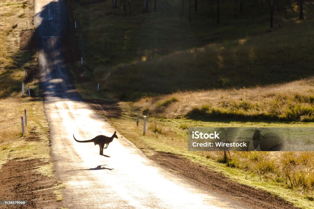 Kangaroo jumping over the road surrounded by a field covered in greenery A kangaroo jumping over the road surrounded by a field covered in greenery Kangaroo Stock Photo