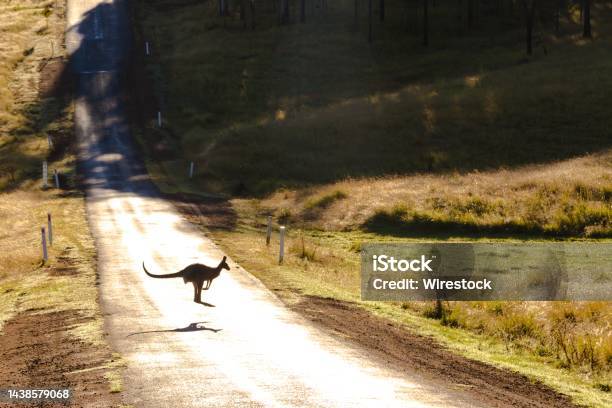 Kangaroo Jumping Over The Road Surrounded By A Field Covered In Greenery Stock Photo - Download Image Now