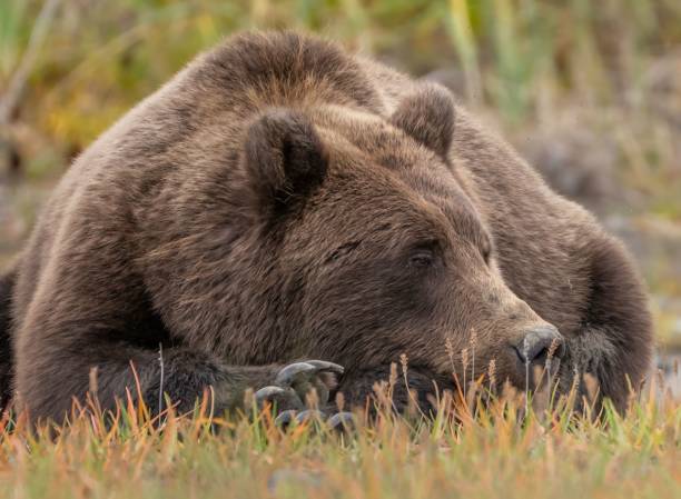istock Wild Alaska Peninsula brown bear lying on the ground in a forest in daylight 1438579070