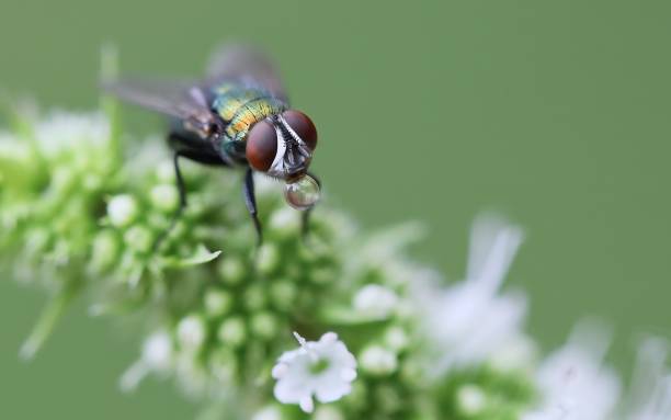 istock Selective focus shot of a green bottle fly with a blurred background 1438579756