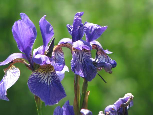 istock Selective focus shot of purple iris 1438579781