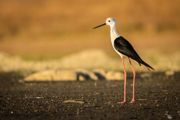 istock Selective focus shot of black-winged stilt (himantopus himantopus) 1438580859