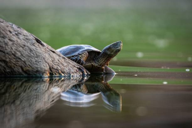 istock Closeup of a turtle reflected on a lake 1438581043