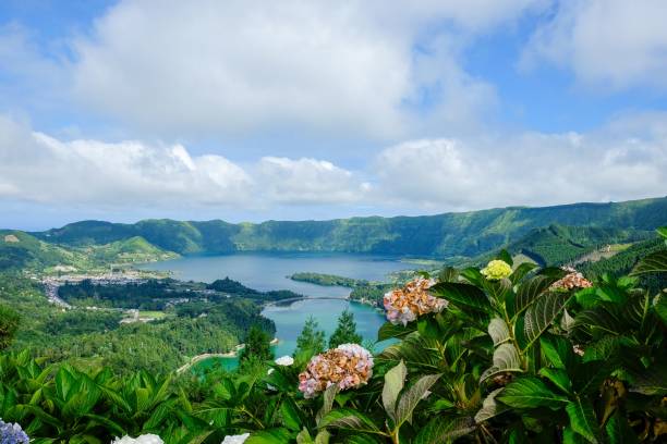 high angle shot of the flowers growing near the sao miguel island, azores, portugal - san miguel imagens e fotografias de stock