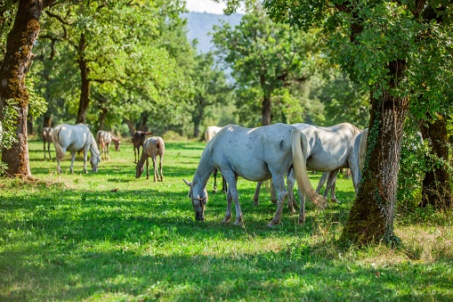 The beautiful white horses grazing in the Lipica, National park in Slovenia