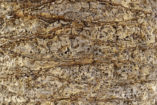 A closeup of a palm tree bark under the sunlight - a nice picture for backgrounds and wallpapers