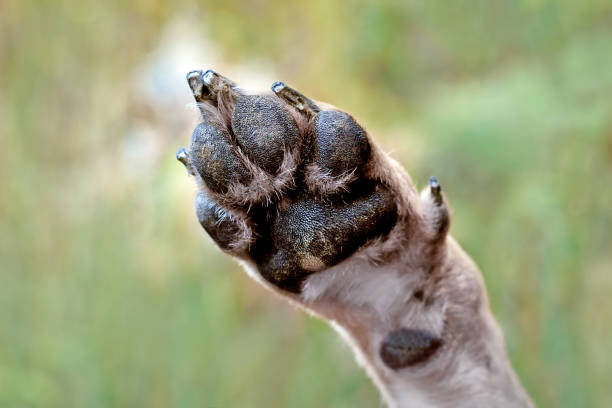 Dog paw with black pads and nails Lower side of dog paw with black pads and nails dog paw padding close up stock pictures, royalty-free photos & images