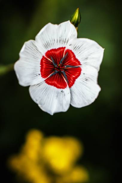 A vertical close-up of a white Linum (flax) flower